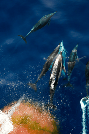 Ponant Yacht Cruises & Expeditions Excursions Dolphins.png